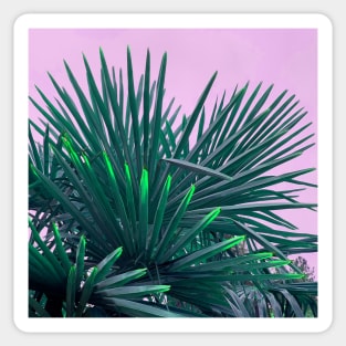 Tropical Palm Tree Leaves Sticker